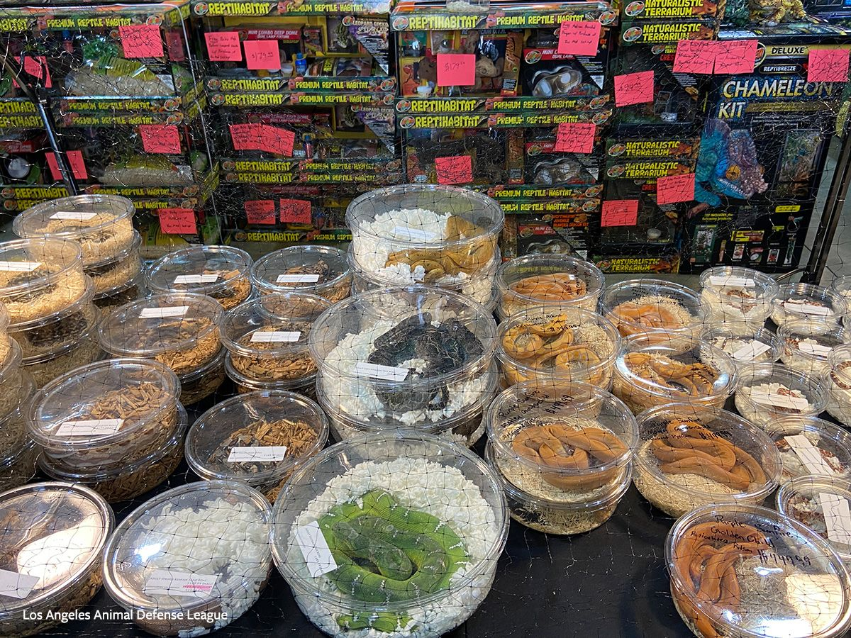 Animal Activists Raise Awareness About Cruelty of Exotic Pet Trade Outside Pomona Fairplex