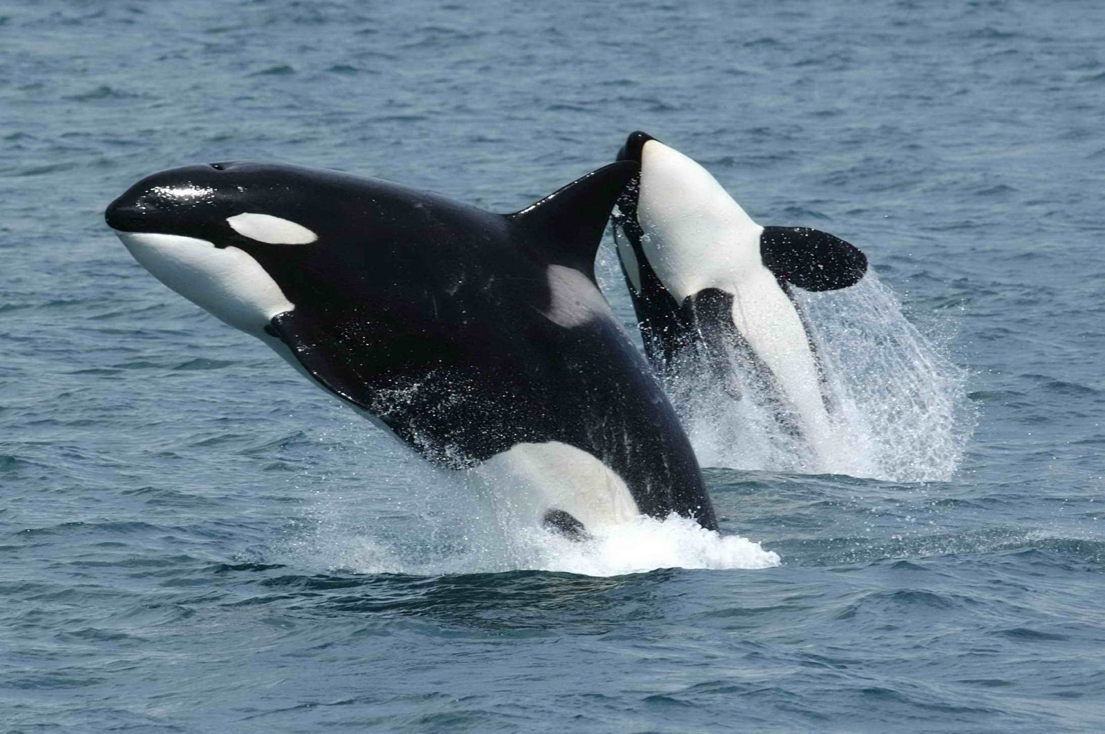 Natural History Museum to Preview New Orca Exhibit – The San Fernando Valley Sun